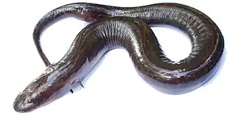 Tweetenige aalsalamander