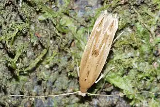 Amphixystis hapsimacha