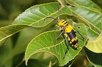 Megacyllene decora