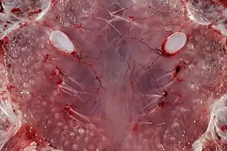 Ampullen van Lorenzini met zenuwen van de voshaai