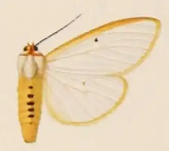 Amsacta aureolimbata