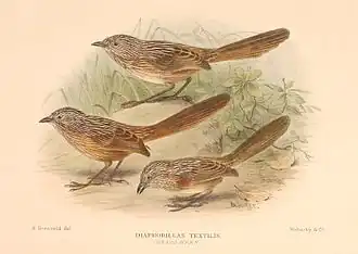 Westelijke grassluiper