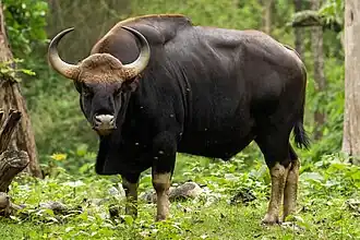 Gaur (rund)