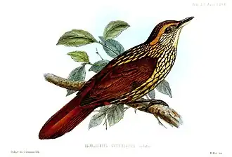 Gevlekte bladspeurder