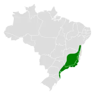 Witkraagbladspeurder