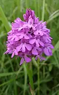 Hondskruid(Anacamptis pyramidalis)