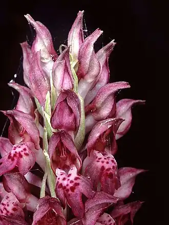 Wantsenorchis