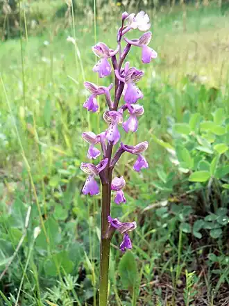 Anacamptis picta