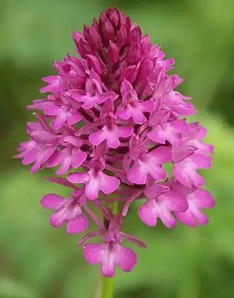 Anacamptis