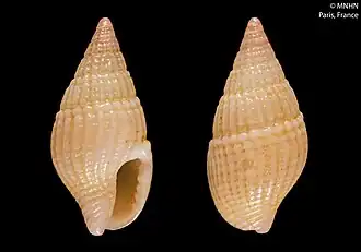 Anachis aurantia