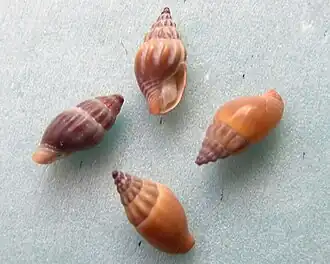 Anachis cominellaeformis