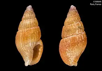 Anachis cuspidata