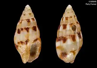 Anachis nisitella