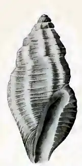 Anacithara robusta