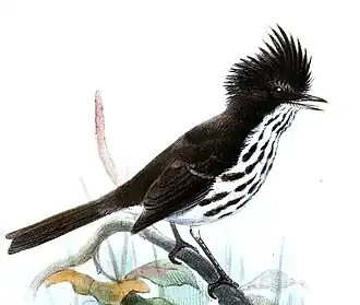 Juan-Fernandezmeestiran