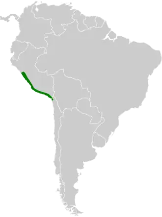 Gestreepte meestiran