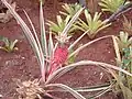 Ananas bracteatus var. striatus