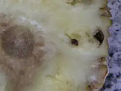 Dwarsdoorsnede vrucht