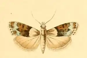 Anarpia incertalis