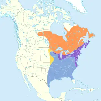 Amerikaanse zwarte eend