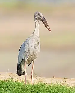 Indische gaper (Anastomus oscitans)