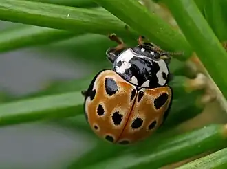 Oogvleklieveheersbeestje