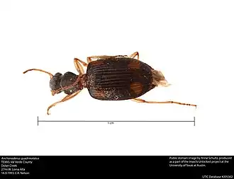 Anchonoderus quadrinotatus