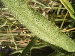 De bladen zijn in het midden het breedst en afstaand behaard.