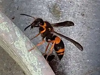 Ancistrocerus kerneri