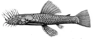 Ancistrus montanus