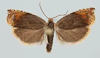 Zwarte haakbladroller