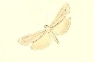 Ancylodes dealbatella