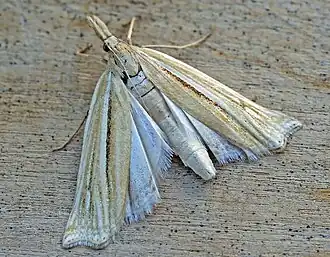 Ancylolomia tentaculella