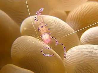 Ancylomenes tosaensis