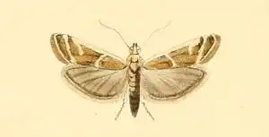 Ancylosis faustinella