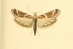 Ancylosis samaritanella