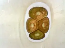 Ei in viercelligstadium