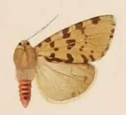 Spilosoma puella