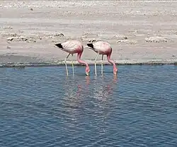 Andesflamingo