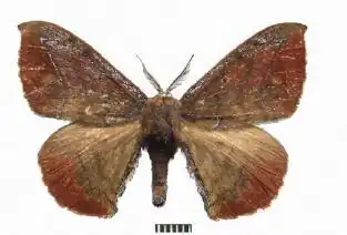Andraca bipunctata
