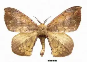 Andraca gongshanensis