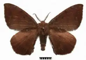 Andraca theae
