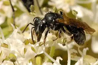 Gekielde dwergzandbij