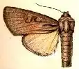 Apamea acera