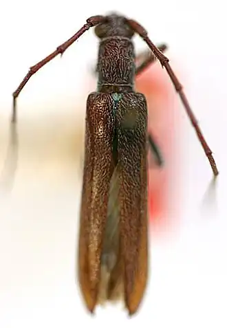 Aneflomorpha