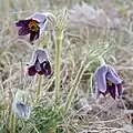 Pulsatilla vulgaris var. costeana, Causse de Sauveterre, Frankrijk