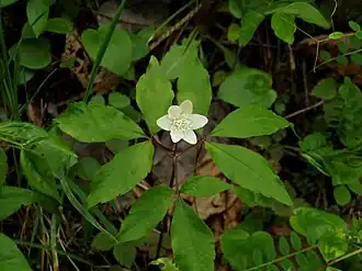 Anemone trifolia