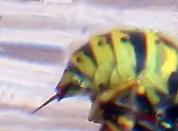 Angel van de gewone wesp