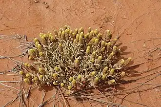 Angianthus brachypappus