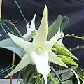 Angraecum sesquipedale